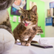Illustration for article titled The First-Ever Cat Convention Pretty Much Broke the Internets